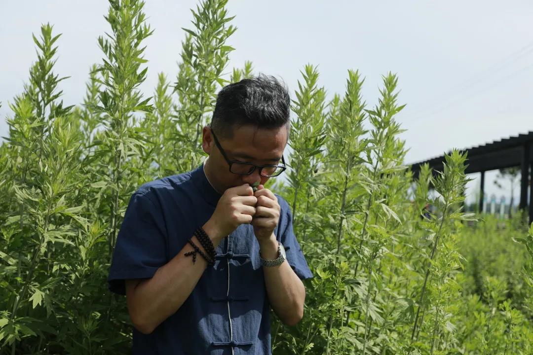 艾草怎么辨別真假，假蘄艾盛行，妙招教你輕松避雷！