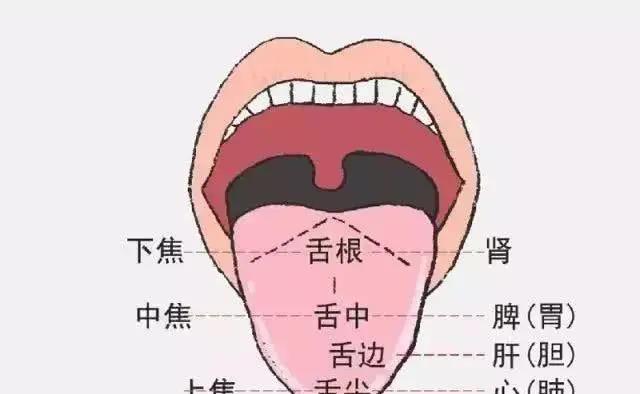 身體好不好，舌頭全知道